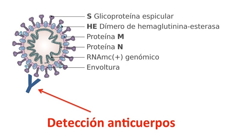 Detección de anticuerpos