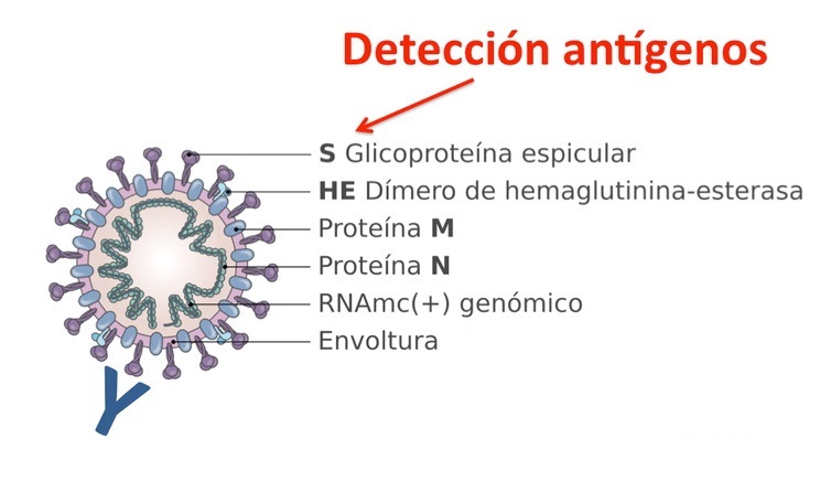 Detección de antígenos